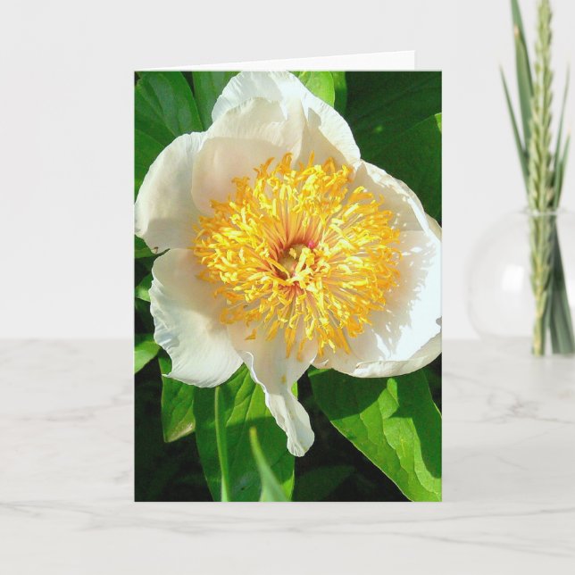 WHITE PEONY WITH YELLOW CENTER/CHERRY HILL PEONY CARD (Front)