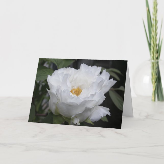 White Peony with Yellow in its heart Floral Photo Card (Front)