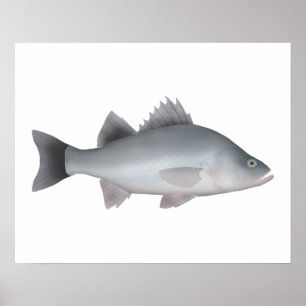White Perch Poster