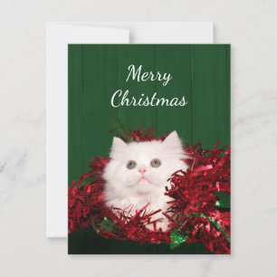 White Persian cat Christmas Holiday Card