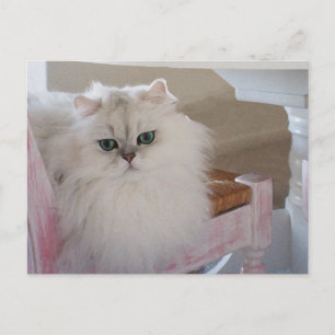 White Persian Cat on a Pink Chair Postcard