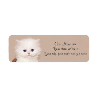 White persian kitten