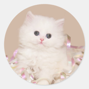 White persian kitten classic round sticker