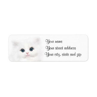 White persian kitten face