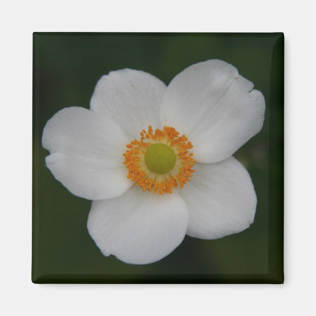 white petals magnet (Front)