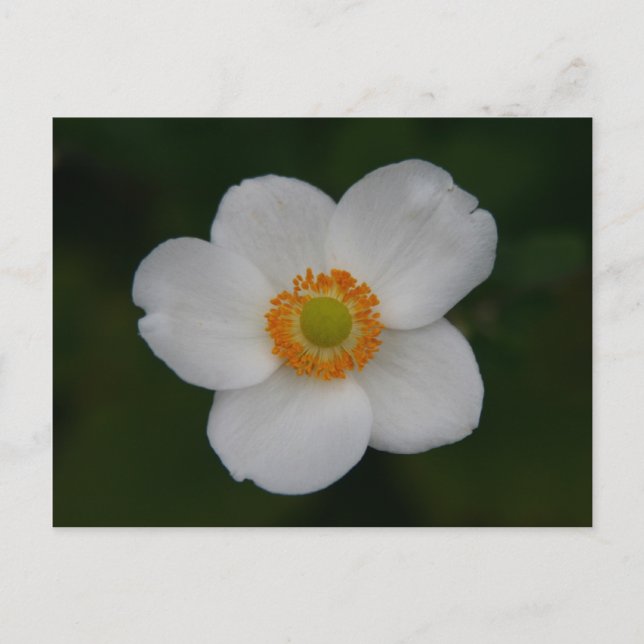 white petals postcard (Front)