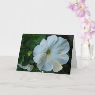 White Petunia Flower Card