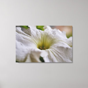 White Petunia Flower Photographic Art Canvas Print