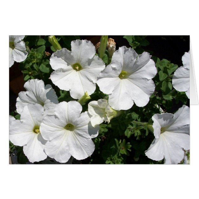 White Petunias (Front Horizontal)