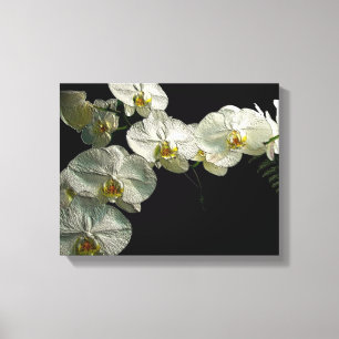 White Phalaenopsis Orchid & Fern - Digital Art Canvas Print