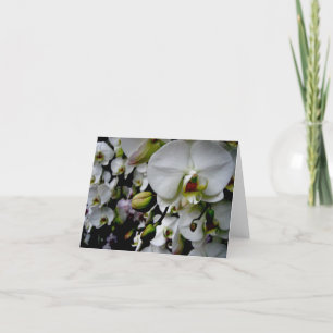 White Phalaenopsis Orchid Notecard