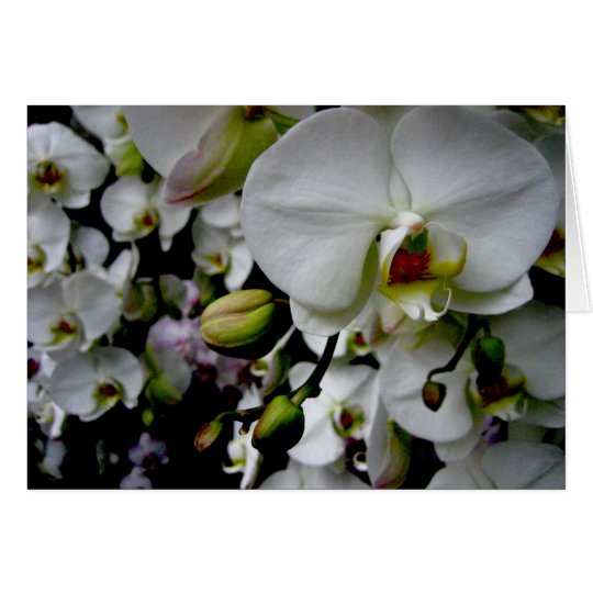 White Phalaenopsis Orchid Notecard