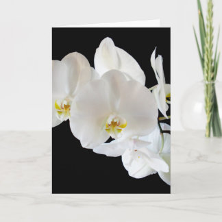 White Phalaenopsis Orchids Card