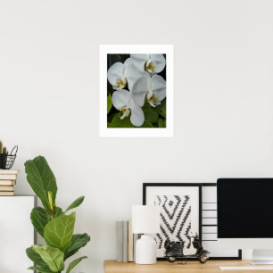 White Phalaenopsis Orchids Floral Poster