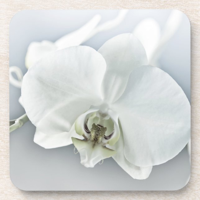White Phaleonopsis Orchid Coaster (Front)