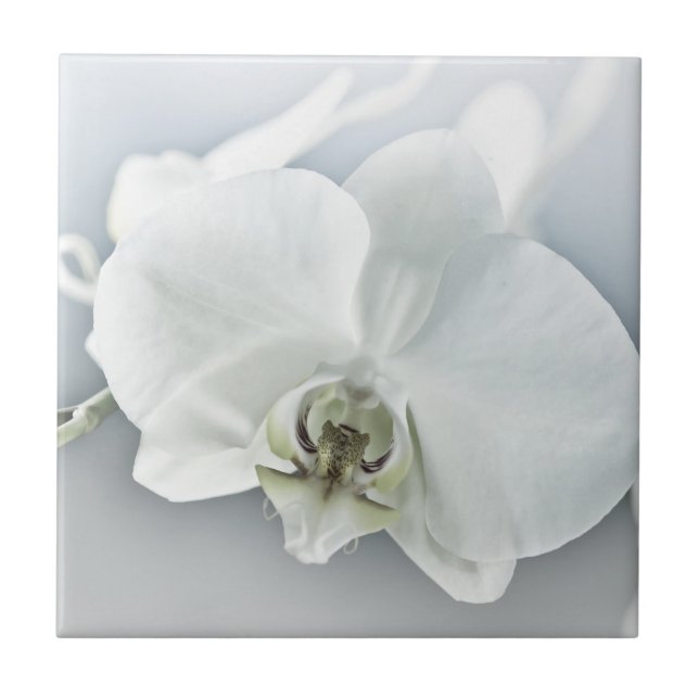 White Phaleonopsis Orchid Tile (Front)