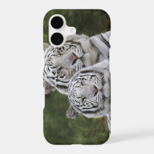 White phase, Bengal Tiger, Tigris