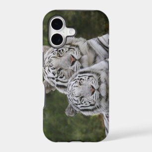 White phase, Bengal Tiger, Tigris
