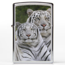 White phase, Bengal Tiger, Tigris