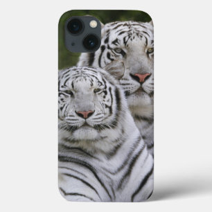 White phase, Bengal Tiger, Tigris iPhone 13 Case