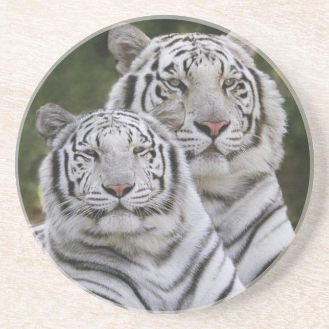 White phase, Bengal Tiger, Tigris Coaster (Front)