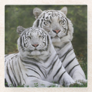 White phase, Bengal Tiger, Tigris Glass Coaster