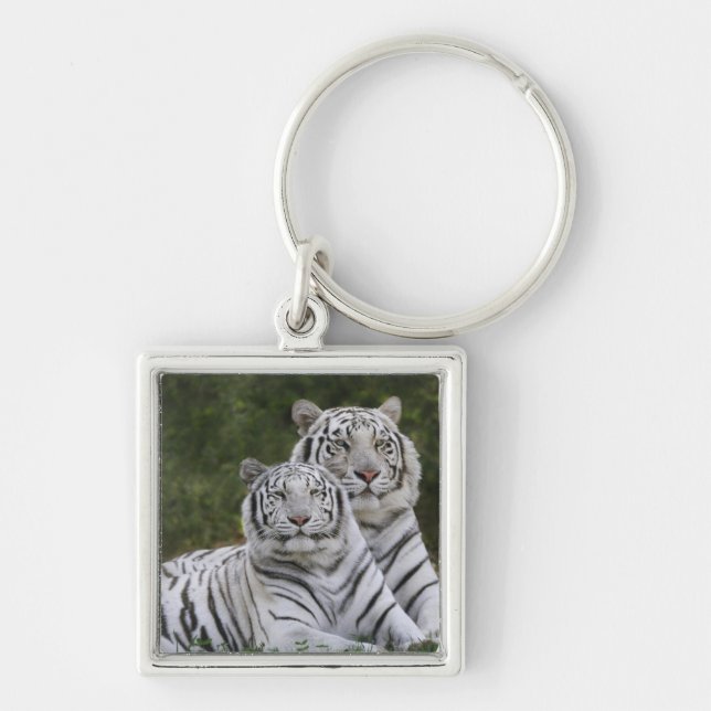 White phase, Bengal Tiger, Tigris Key Ring (Front)