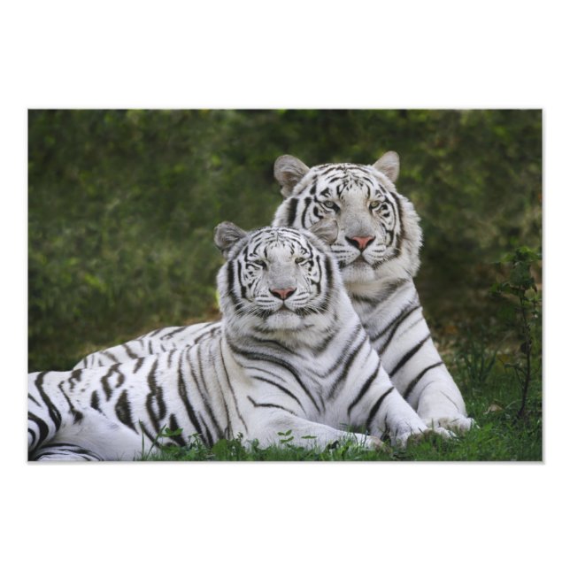 White phase, Bengal Tiger, Tigris Photo Print (Front)