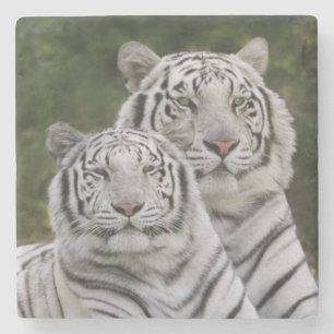 White phase, Bengal Tiger, Tigris Stone Coaster