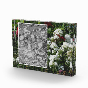 White Phlox Flower Garden Add Your Own Photo Block