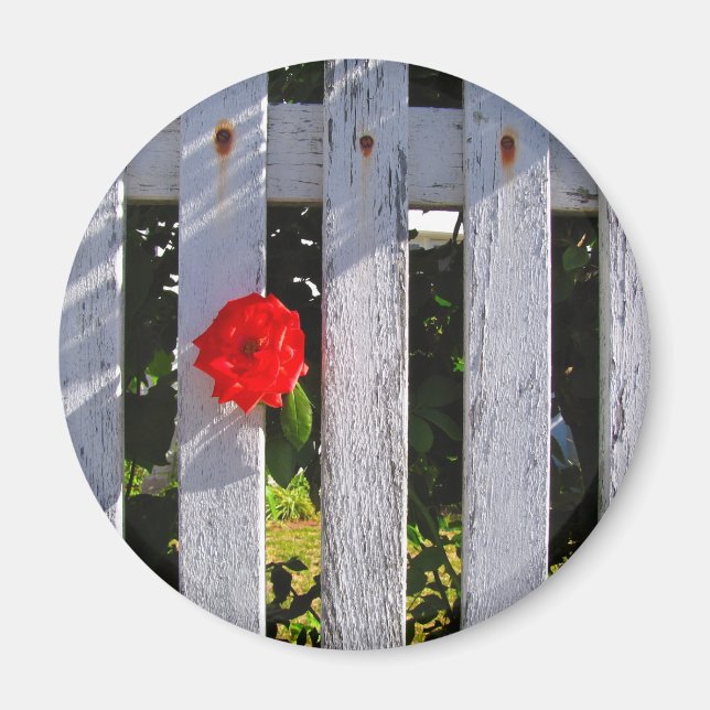 White picket fence red rose magnet (Front)