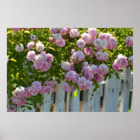 White Picket Fence with Roses