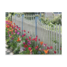 White Picket Fence With Tulips postcard