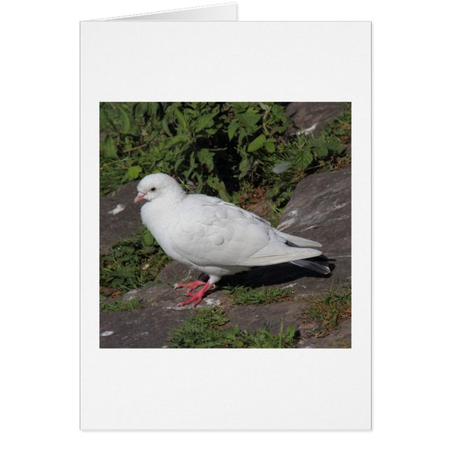 White Pigeon (Front)