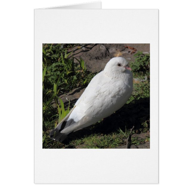 White Pigeon 02 (Front)
