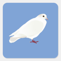 White Pigeon (Dove)