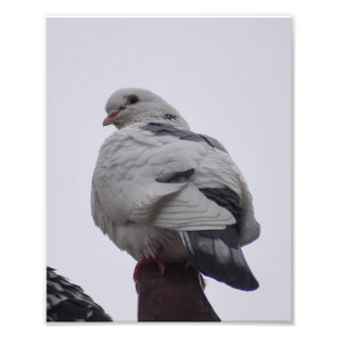 White Pigeon Photo Print