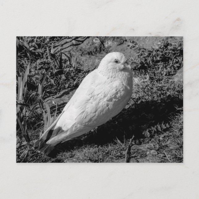 White Pigeon v2 Postcard (Front)
