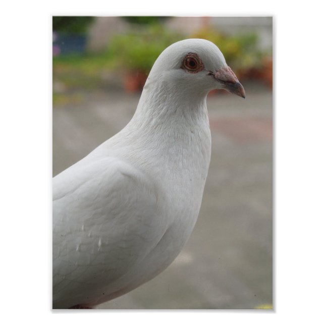 White pigeons Photo Enlargement Print (Front)