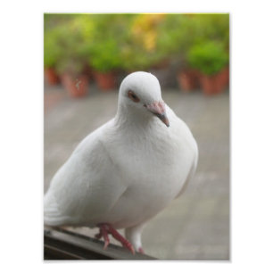 White pigeons photo print