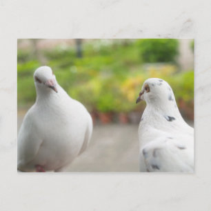 White pigeons Postcard