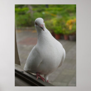 White pigeons Poster