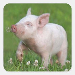 White Piglet Sniffs A Flower Square Sticker