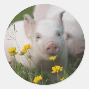 White Piglet Surrounded by Yellow Flowers Classic Round Sticker