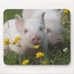 White Piglet Surrounded by Yellow Flowers Mouse Mat