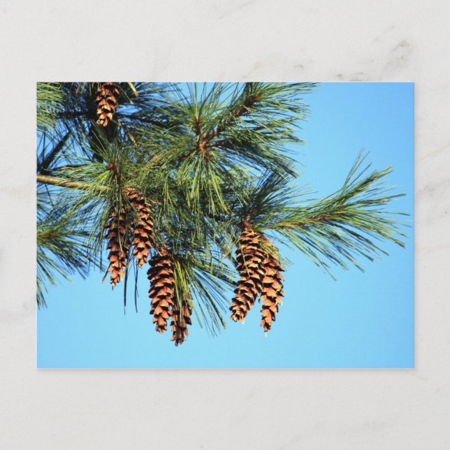 White Pine Tree Pine Cone Photo Postcard (Front)