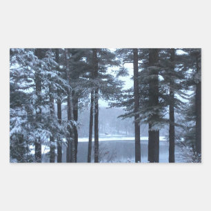 White Pines in Blue Light --- Rectangular Sticker