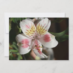 White/Pink Alstroemeria Flower Invitation