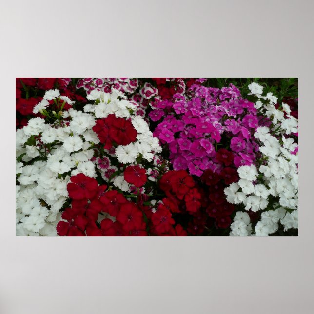 White, Pink and Red Dianthus Floral Poster (Front)