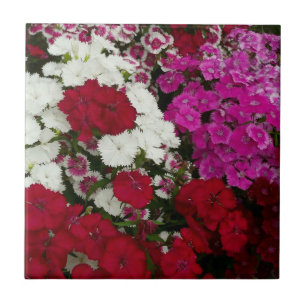 White, Pink and Red Dianthus Floral Tile